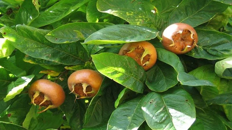 Koje su nutritivne osobine mušmule i kako se jede?