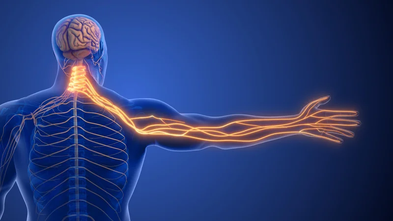 Šta je periferna neuropatija i koji su njeni simptomi?